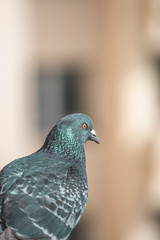 Pigeon © Kuba