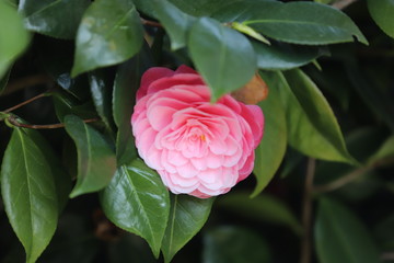 paysage d'un jardin au printemps camélia