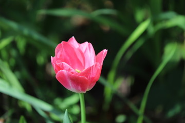 paysage de jardin tulipe au printemps