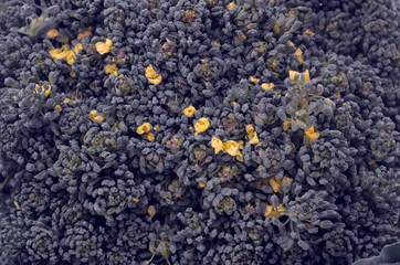 Broccoli. cruciferous vegetables