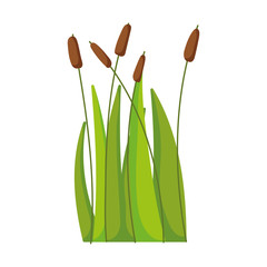 reed plant leaf grass swamp lake and river isolated icon on white background