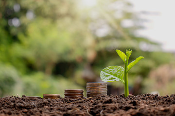 The growing tree beside coin and coin piles, financial concepts and business investments.