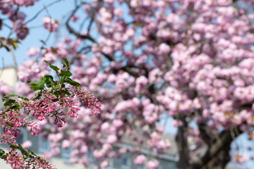 lilac flowers in spring