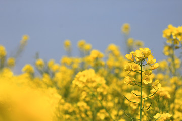 Fototapeta premium 유채꽃