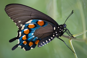 D7100 W/ 105mm Micro