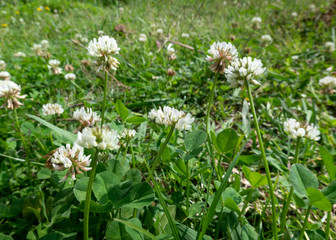 White Clover Flowers