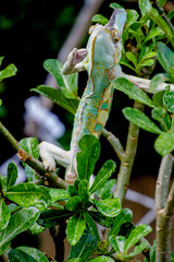 Veiled Chameleon