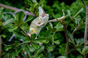 Veiled Chameleon