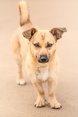 Naklejka na ściany i meble Cute brown puppy on a beach in Scotland - pet (dog) photography