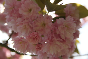 Fototapeta premium Early spring cherry tree pink bloom