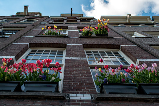 A wide angle, upward view of flowering window boxes on the side of an apartment building as tulips usher in spring in Amsterdam