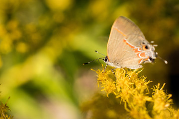 Grey Hairstreak