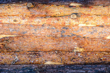Untreated pine boards with bark and knots