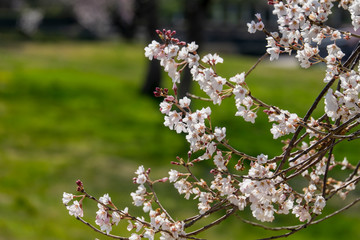 桜の枝に花咲く