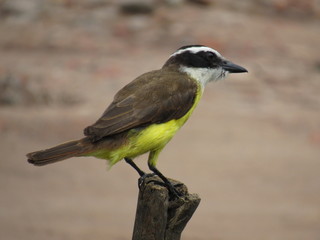 Bem-te-vi.
Lucas Reis photography.