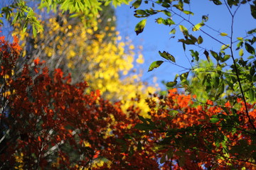 紅葉