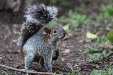 Squirrel