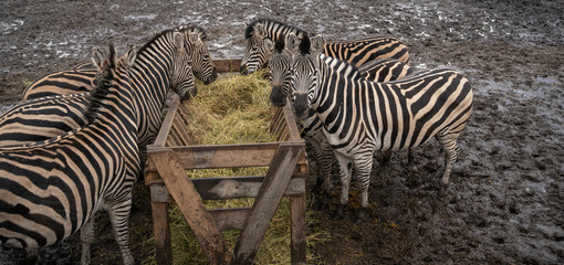 Fototapeta na wymiar Herd of zebras standing on dirty land near feeder with hay in enclosure. Striped zebras eating hay in preserve park.