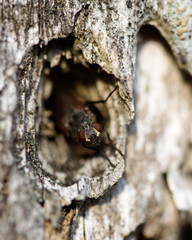 Fly in its natural habitat in a Canadian forest.