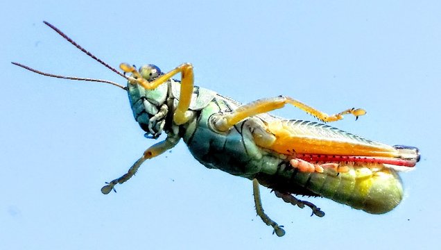 Grasshopper Jumping