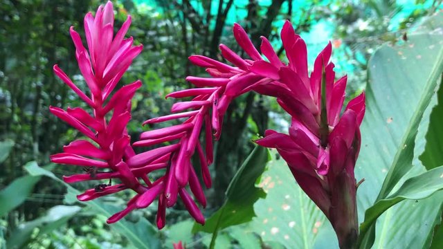 Malaysian  s-shape magenta color flower