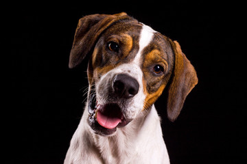 Retrato de perro tomada en estudio fotográfico curioso atento alerta