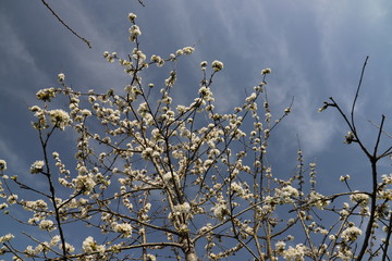 Printemps paysage cerisier en fleurs en Nouvelle Aquitaine