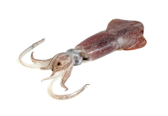 squid isolated on white background