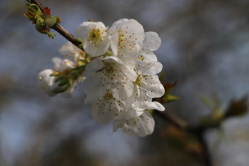 Printemps paysage cerisier en fleurs en Nouvelle Aquitaine