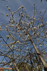 Printemps paysage cerisier en fleurs en Nouvelle Aquitaine