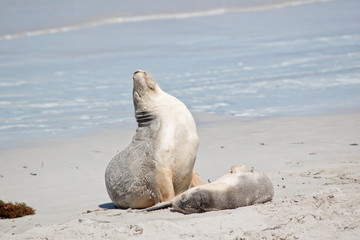 this is a female sea lion and her pup  at Seal Bay