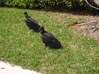 turkey vulture in the grass