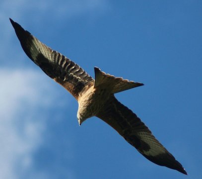 Gabelweihe Bilder Durchsuchen 8,445 Archivfotos, und