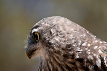 this is a close up of a barking owl