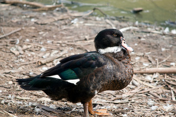 this is a side view of a muscovy duck