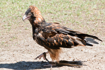 this is a side view of a black breasted buzzard
