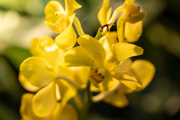 Beautiful blooming orchids in forest