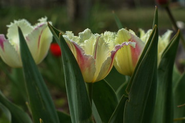 Fototapeta premium Red and white fluffy petals tulip with green leaves