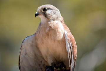 the australian nankeen kestrel is perched on a hand