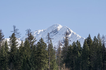 Obraz premium close-up view of the mountain peak with trees and snow on it sunny spring day.