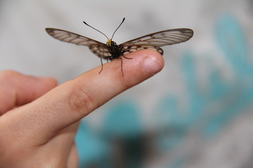 doigt et papillon