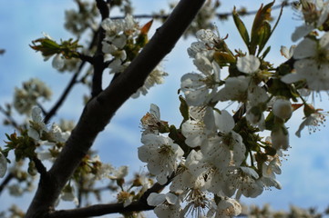 Close-up of fruit tree blossom in the garden under