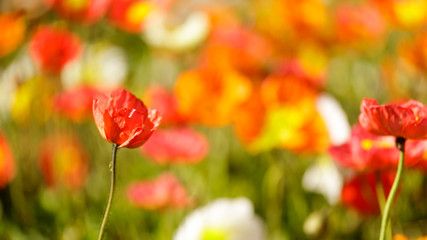 Obraz premium Iceland Poppies in Bloom. Conservatory of Flowers, San Francisco, California, USA.