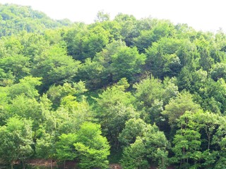 日本の田舎の風景　6月　山の緑