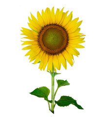 Beautiful sunflower isolated on white background.

