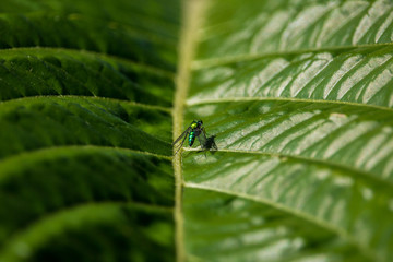Uma mosca em uma folha.