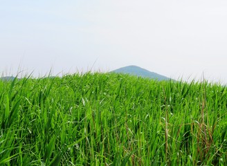 日本の田舎の風景　6月　草叢