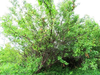 日本の田舎の風景　6月　青梅