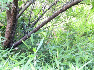 日本の田舎の風景　6月　草叢