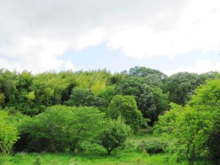 Fototapeta na wymiar 日本の田舎の風景　6月　木々